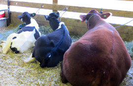 три коровы на ферме